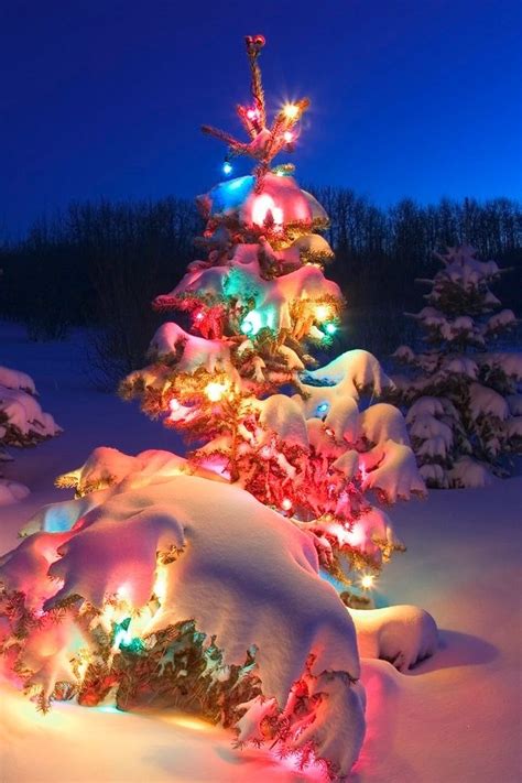 Christmas Tree In The Snow Pictures, Photos, and Images for Facebook ...