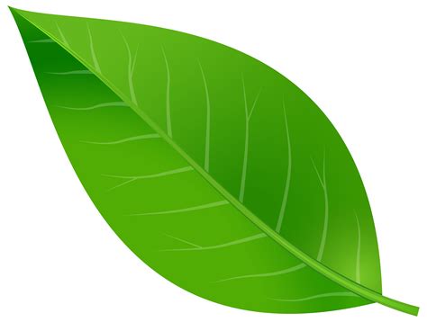 Leaf Clip art - Spring Leaf Transparent PNG Clip Art Image png download ...