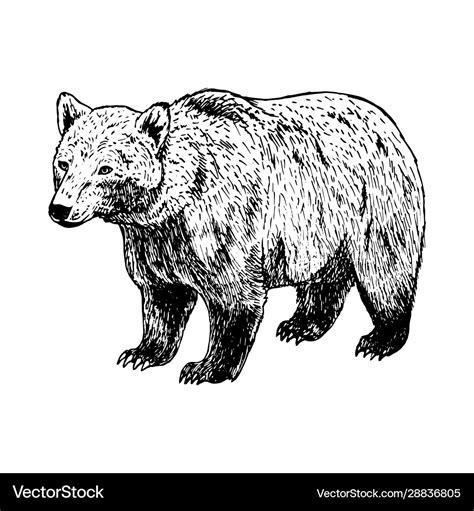 Hand drawn bear black white sketch Royalty Free Vector Image