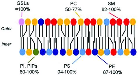 Cartoon illustrating the asymmetric distribution of lipids in the lipid ...