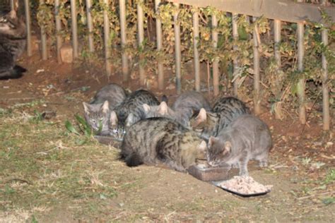 Don’t fear the ferals - this is how you can help take care of them ...