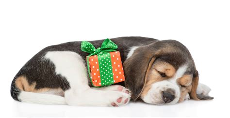 The Twelve Breeds of Christmas: The Beagle - Tevra Pet