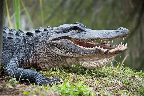 Animals Of The Florida Everglades - WorldAtlas