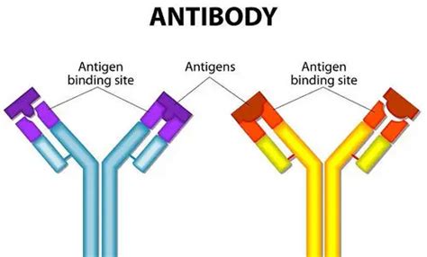 ANTIGEN-ANTIBODY well explained - Laboratory Insider