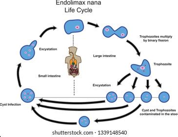 2 Endolimax Nana Images, Stock Photos & Vectors | Shutterstock