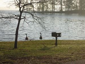 Wind Creek State Park – Camping USA