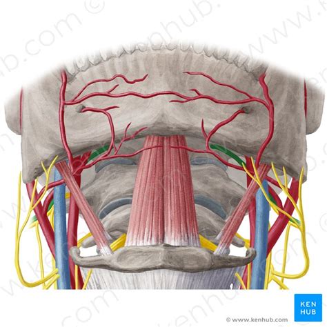 Geniohyoid: Origin, insertion, innervation and action | Kenhub