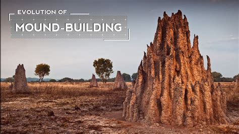 How Termites Evolved to Build Massive Mounds - YouTube