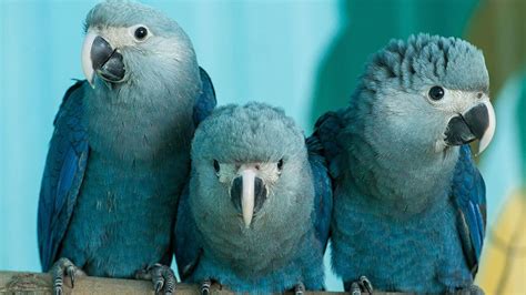 Back from the brink of extinction: The Spix’s macaws are returning to ...