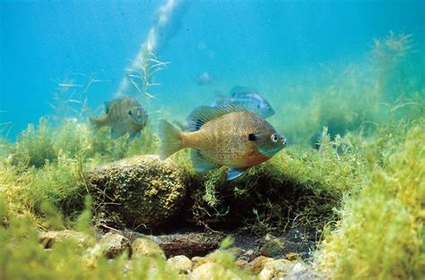 Bluegill Management Strategies - In-Fisherman