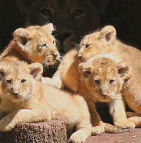 A Pile o' Four! Rare Asiatic Lion Cubs Born at Paignton Zoo - ZooBorns