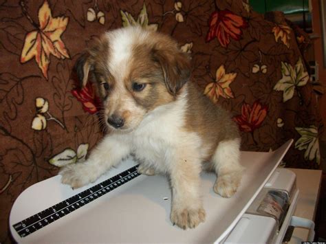 35 Best Pictures Puppies For Adoption Cincinnati - Akc havanese puppies ...