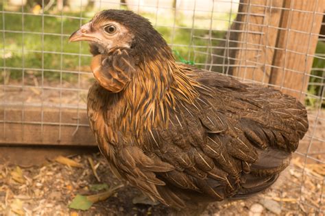 Raising Araucana Chickens - Breed Facts - ChickenCoopGuides.com