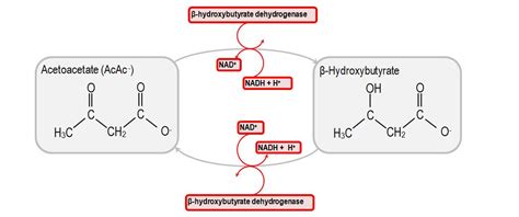 Diabetic, alcoholic and starvation ketoacidosis | Deranged Physiology