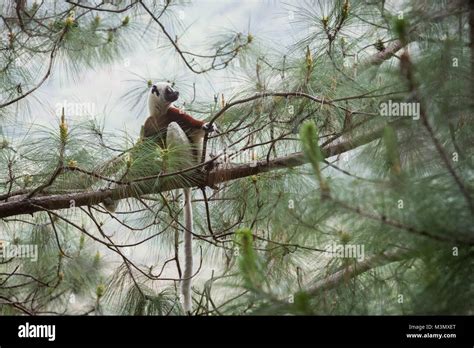 Coquerel's Sifaka Lemur Madagascar Stock Photo - Alamy