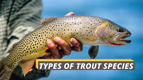 17 Different Types of Trout Species You'll Encounter - Fished That