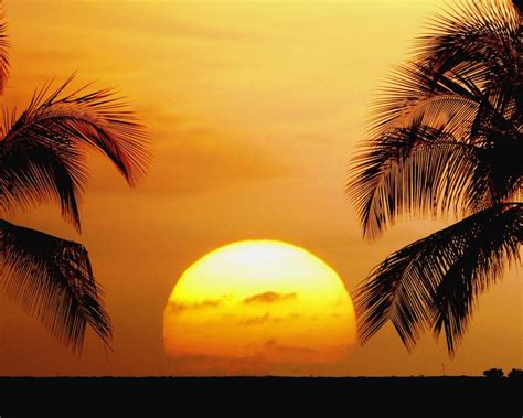 Sunrise Trees Wallpapers - Top Free Sunrise Trees Backgrounds ...