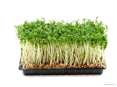 Organic Garden Cress | Benefits of gardening, Cress, Herbs