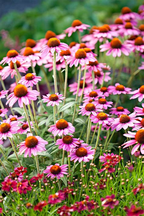 Colourful Perennials For Your Garden | Fasci Garden