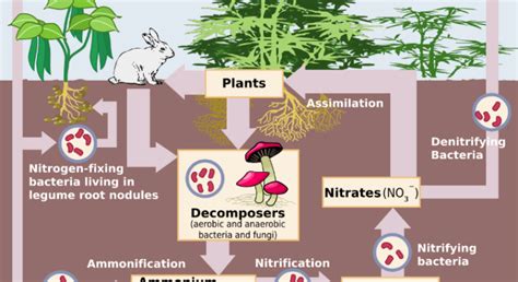 Nitrification | Ask Microbiology