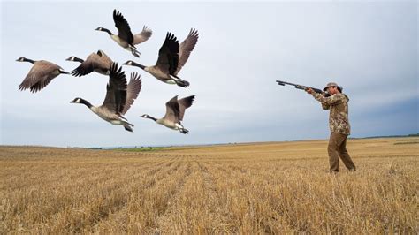 SOLO GOOSE HUNTING a FRESH Cut Wheat Field! (Early Season) - YouTube