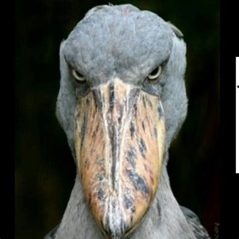 Those eyes though | Shoebill, Shoebill stork, Animals wild