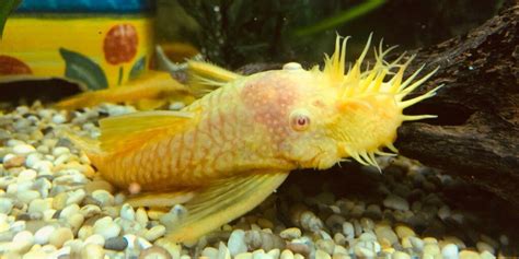 Albino Red Eye Pleco - hzwsdxgfs2