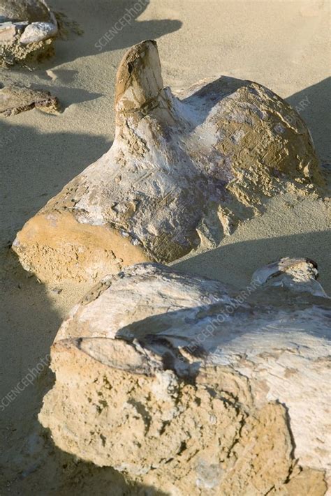 Basilosaurus fossils - Stock Image - C010/5726 - Science Photo Library