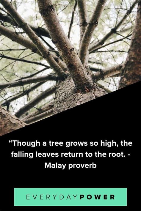 These Tree Quotes Will Make You Want To Plant Roots – Daily ...