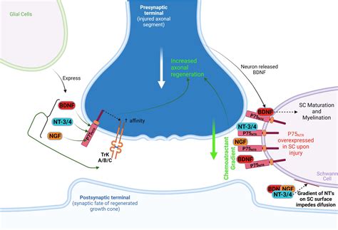 Frontiers | Bridging the gap of axonal regeneration in the central ...