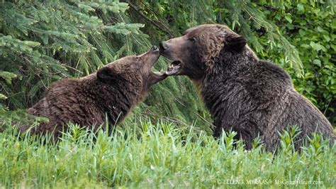 Wildlife Watching in the Canadian Rockies | Rocky Mountaineer