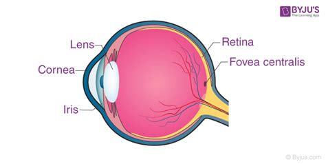 Convex Lens - Uses, Examples, Definition, Ray Diagram, Formula