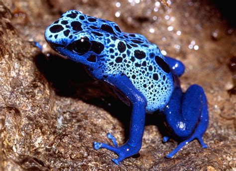 Neuer Mitbewohner! Dendrobates tinctorius azureus Foto & Bild | tiere ...