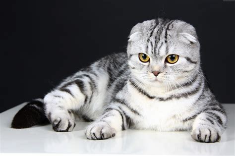 Scottish Fold Cat Personality and Behavior