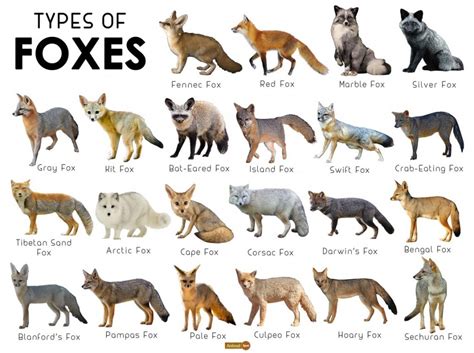 Fox Facts, Types, Classification, Habitat, Diet, Adaptations