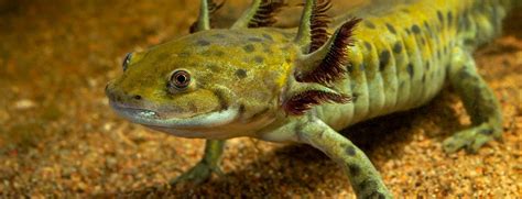 Tiger Salamander Arizona - AMPHIPEDIA