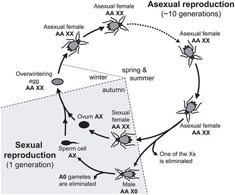 Aphid Life Cycle