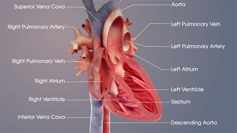 Medical Animations For Heart’s Structure and Related Conditions