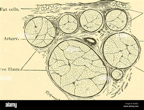 Nodes of ranvier hi-res stock photography and images - Alamy