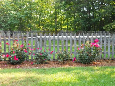 Living Life On Main Street: Roses on Fences.