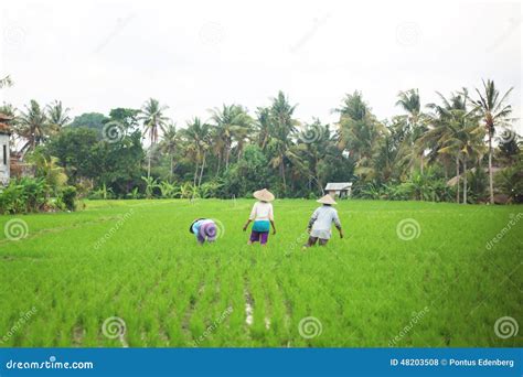 Rice workers in plantation editorial stock photo. Image of farm - 48203508