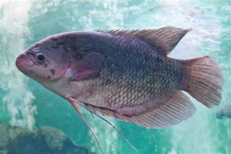 Tilapia Water Temperature Requirements in Aquaponics - Grower Today