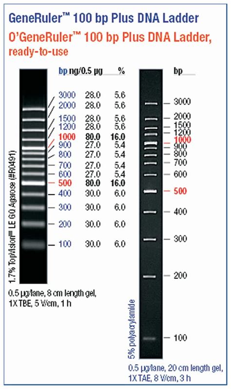 Thermo Scientific O'GeneRuler Ready-to-use 100bp Plus DNA Ladder:Gel ...