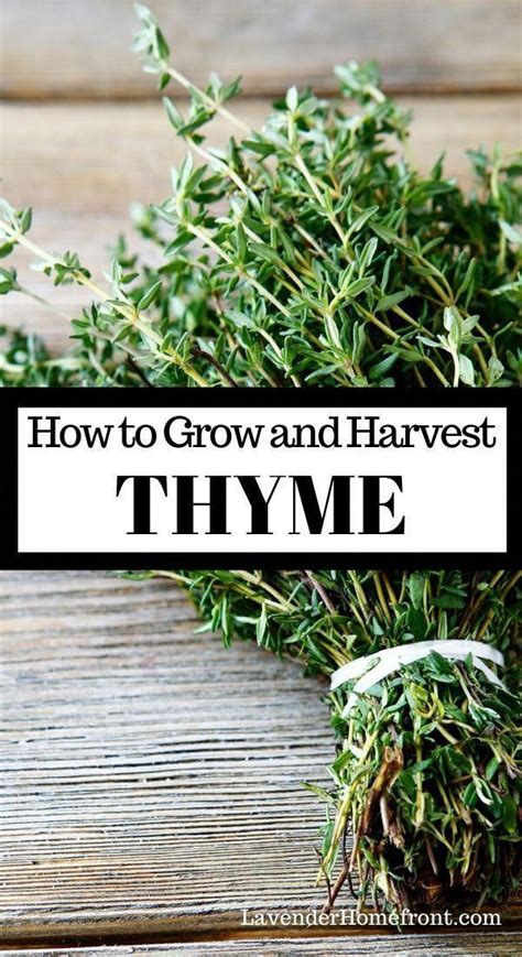 Growing and Harvesting Thyme | Herbs, Planting herbs, Small herb gardens