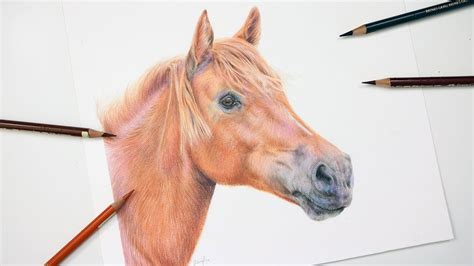 Horse Drawings In Color