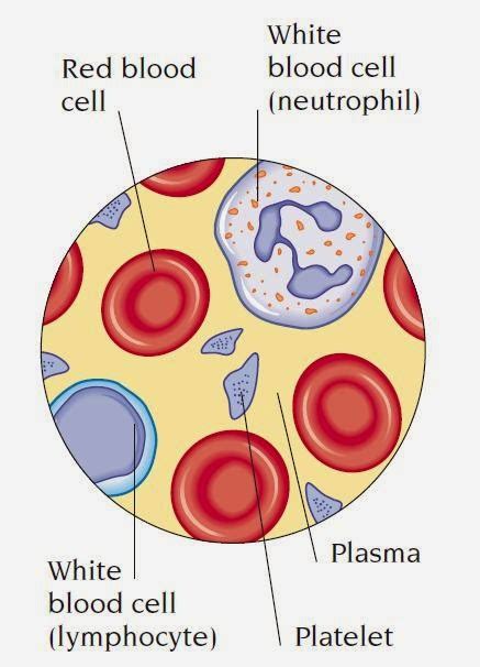 Red Blood Cell Organelles Diagram