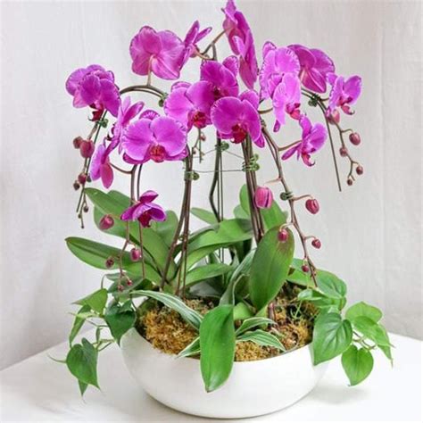 Orchids Collection Flowers & Gifts - Same day Delivery | Toronto Flower ...