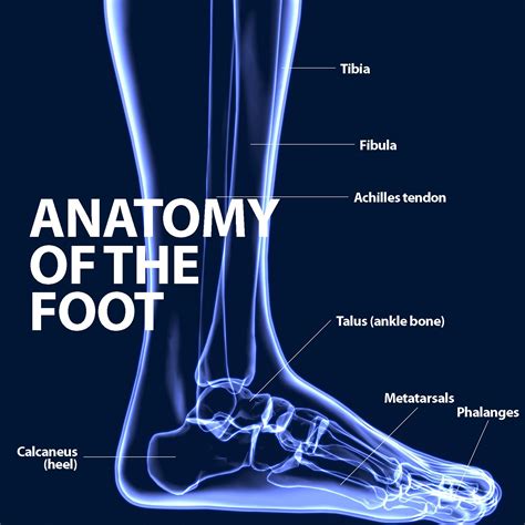 Ankle Fusion [Arthrodesis] – Max Care