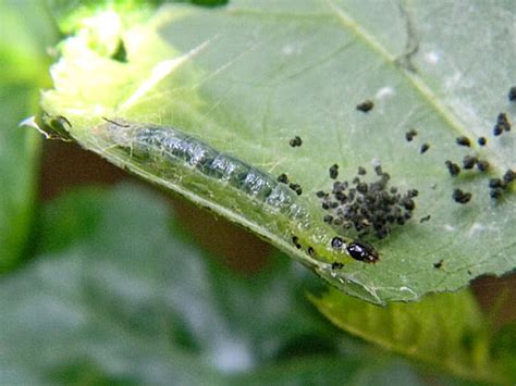 hibiscus leaf-roller caterpillar | Project Noah