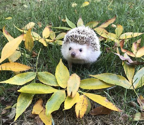 Miniature Rose “Mini” enjoying Fall! | Cute animals, Cute hedgehog ...